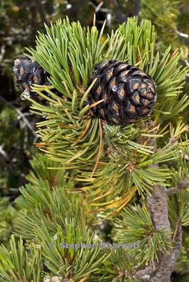 pinus albicaulis 1 graphic